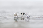 Martini Diamond Studs 14kt WG SI-Fg Natural 1.00cttw 1gr ER00186
